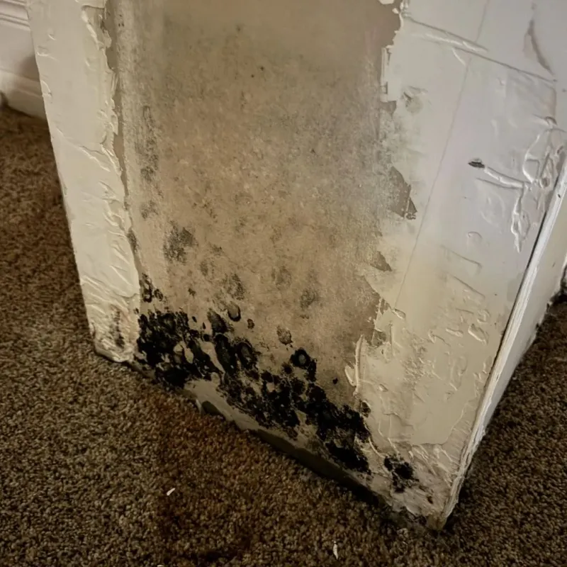 Professional Mold Removal in Beaver County, OK